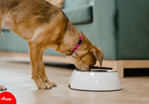 Cómo Elegir el Mejor Alimento para tu Mascota