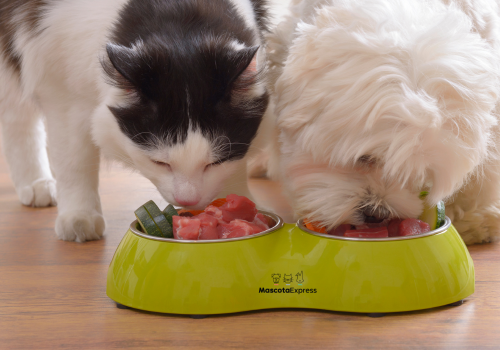 Como almacenar adecuadamente el alimento de tus mascotas.