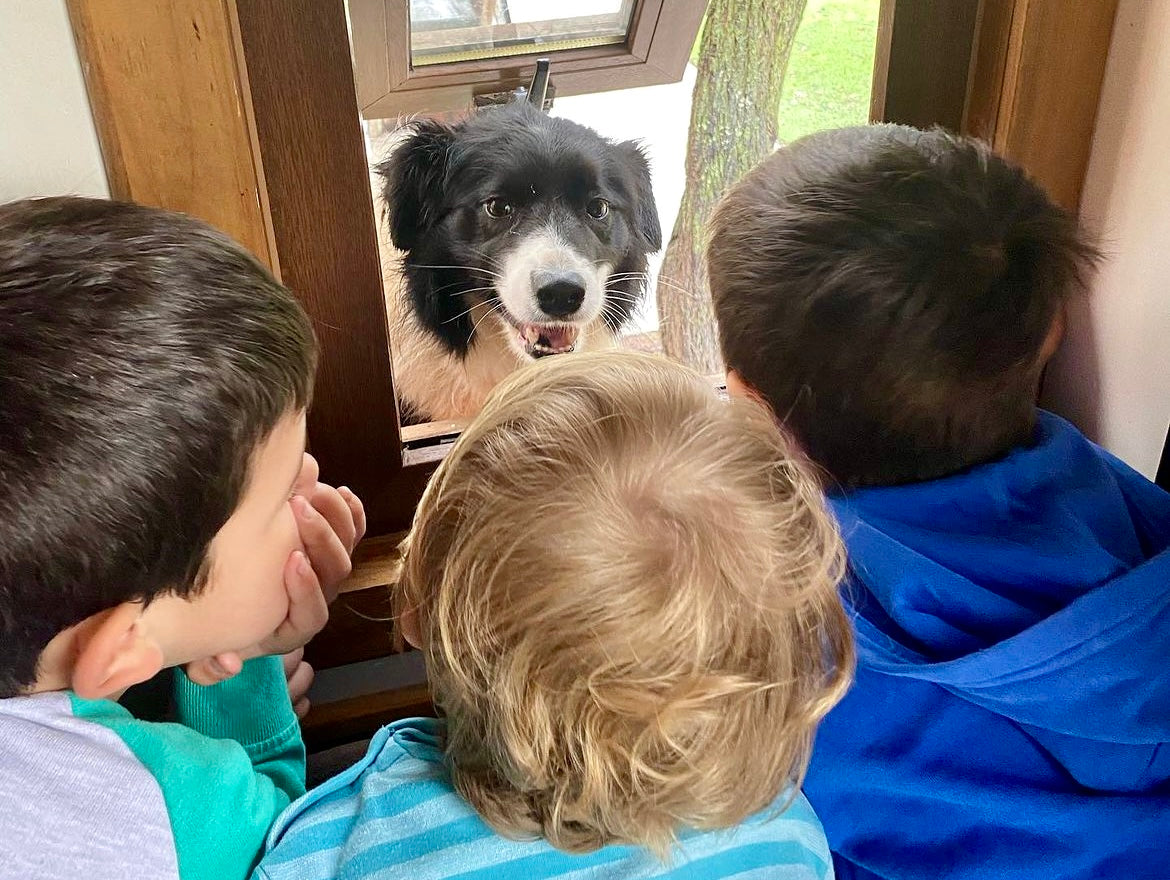 Descubre las Mejores Razas de Perros para Niños