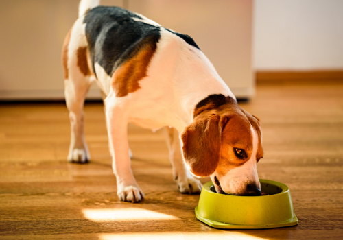Cómo Alimentar a tu Perro de Manera Saludable y Equilibrada