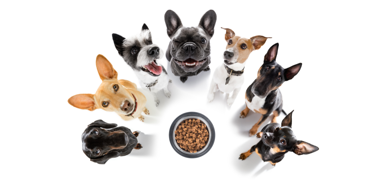 Cómo Hacer la Transición del Alimento de tu Mascota