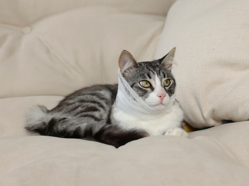 Como superar quemaduras en gatos y perros