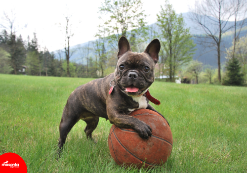 Clave para una Mascota Feliz
