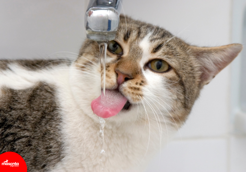 Importancia de la Hidratación en Perros y Gatos