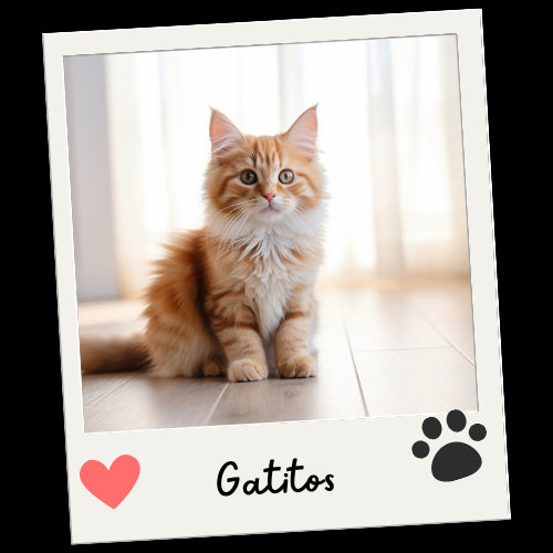Gatitos - Mascota Express