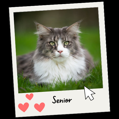 Gato Senior - Mascota Express