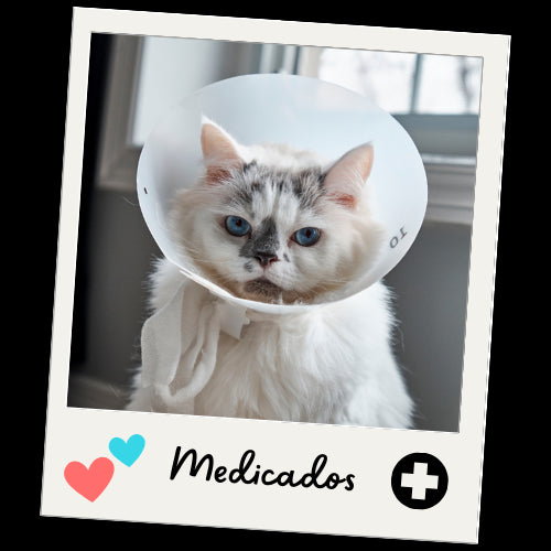 Gatos con Necesidades Especiales - Mascota Express