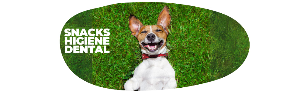 Higiene Dental - Mascota Express