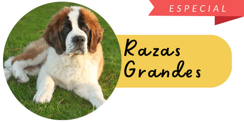 Perros Raza Grande - Mascota Express