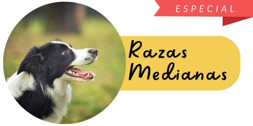 Perros Raza Mediana - Mascota Express