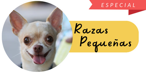 Perros Razas Pequeñas - Mascota Express