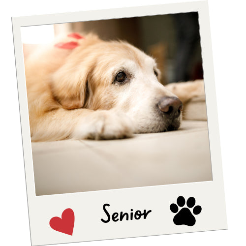 Perros Senior - Mascota Express