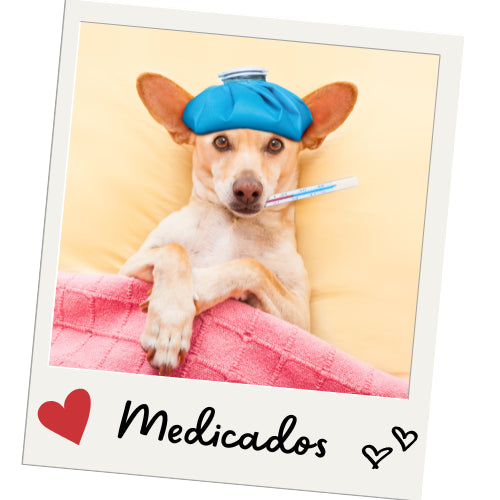 Perros con Necesidades Especiales - Mascota Express
