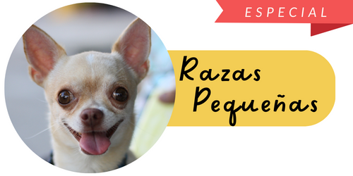 Perros Razas Pequeñas