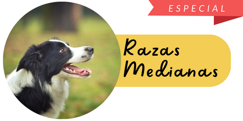 Perros Raza Mediana