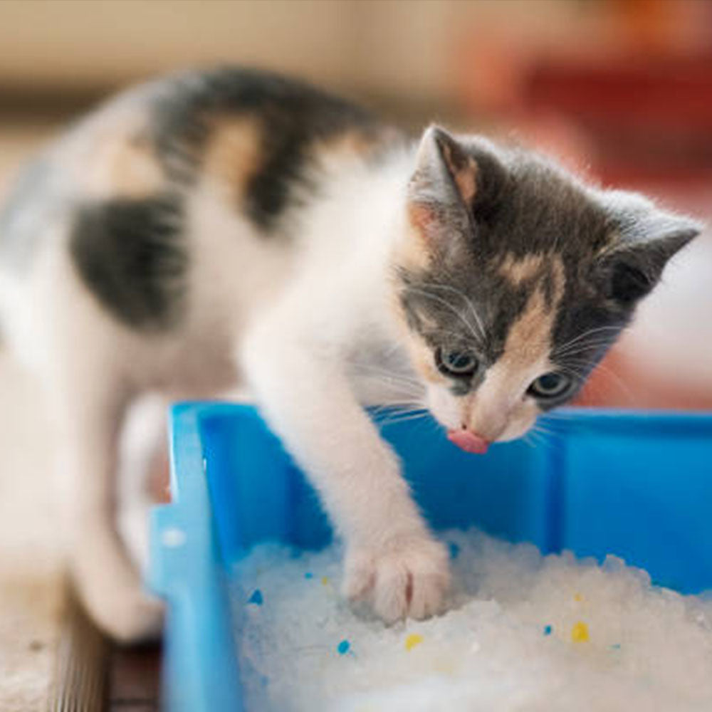 Arena de Cristales de Sílica 💎 CRYSTAL CLEAN 💎